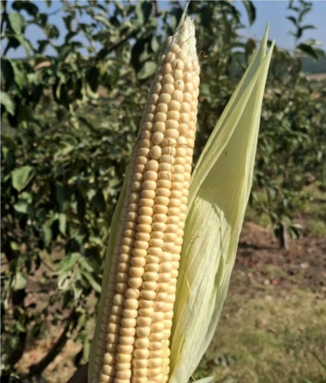 mısır